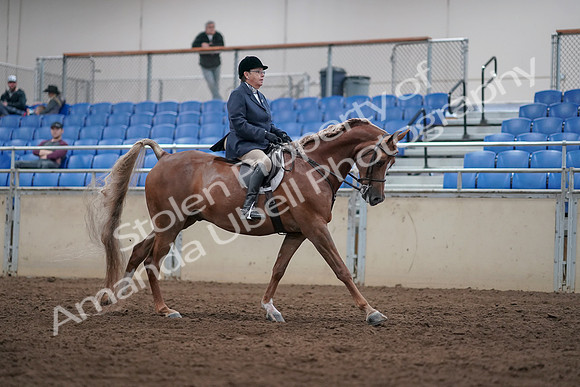 2019 Morgan Horse Show - Sept 01, 2019 - 08854