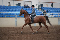 2019 Morgan Horse Show - Sept 01, 2019 - 12160