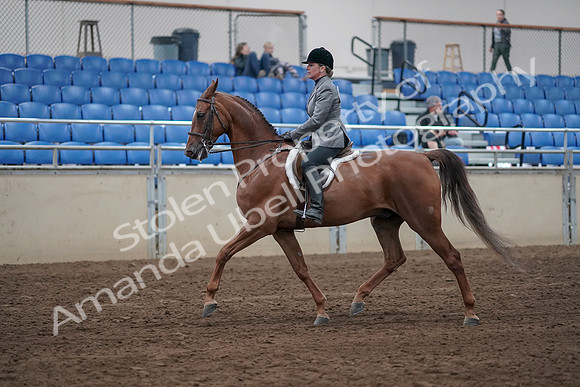 2019 Morgan Horse Show - Sept 01, 2019 - 12160