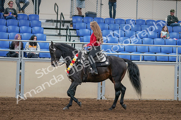 2020 - AB Morgan Horse - Sat, Sept 05 - 10429