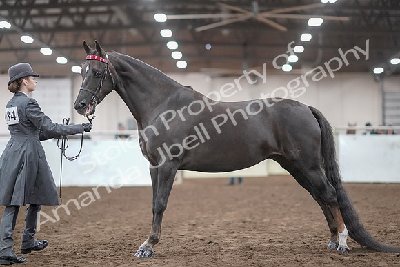 2019 Morgan Horse Show - Aug 31, 2019 - 01942