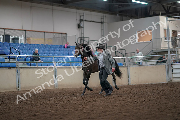 2019 Morgan Horse Show - Aug 31, 2019 - 03373