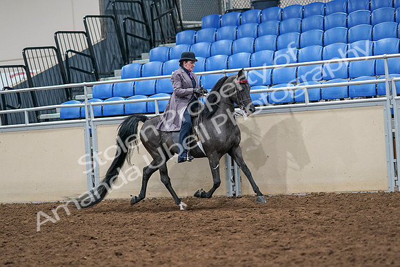 2020 - AB Morgan Horse - Sat, Sept 05 - 13975