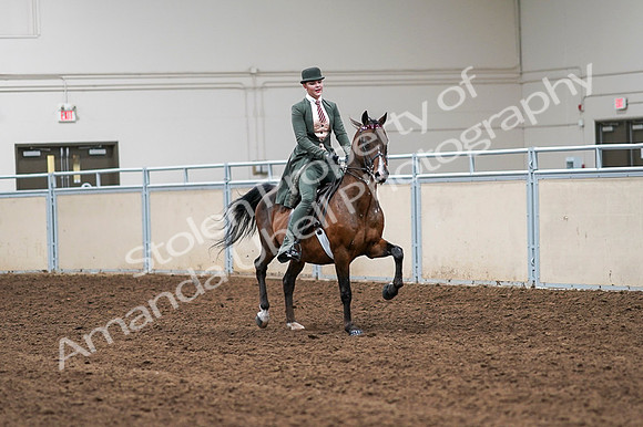 2020 - AB Morgan Horse - Fri, Sept 04 - 03397