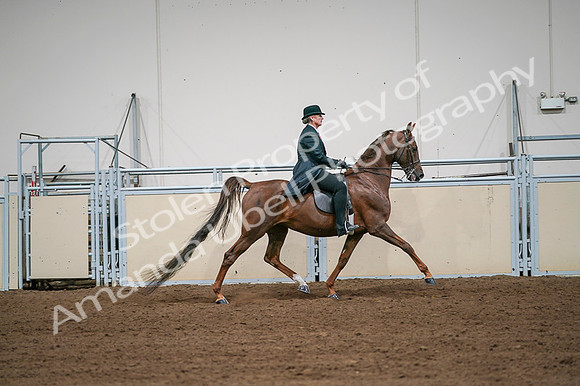 2020 - AB Morgan Horse - Fri, Sept 04 - 08118