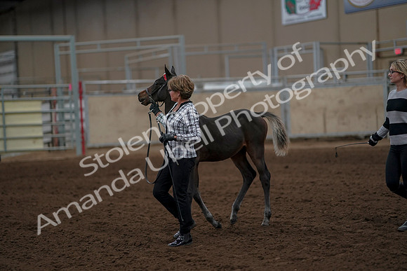 2019 Morgan Horse Show - Aug 30, 2019 - 24854