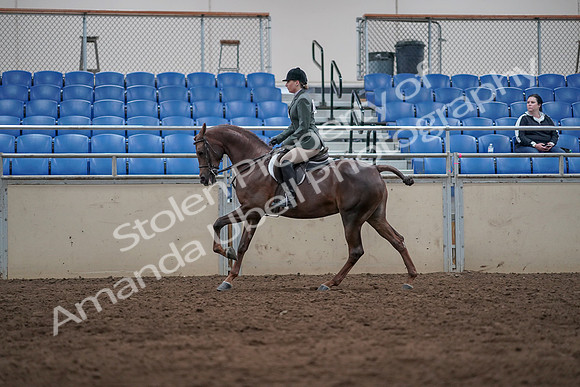 2019 Morgan Horse Show - Sept 01, 2019 - 08695