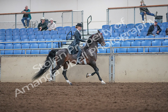 2019 Morgan Horse Show - Aug 31, 2019 - 08921