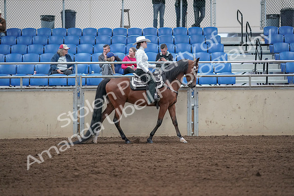 2019 Morgan Horse Show - Sept 01, 2019 - 07146