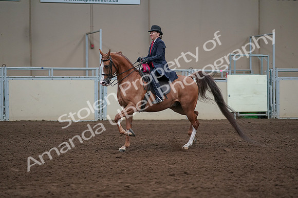 2019 Morgan Horse Show - Sept 01, 2019 - 12124
