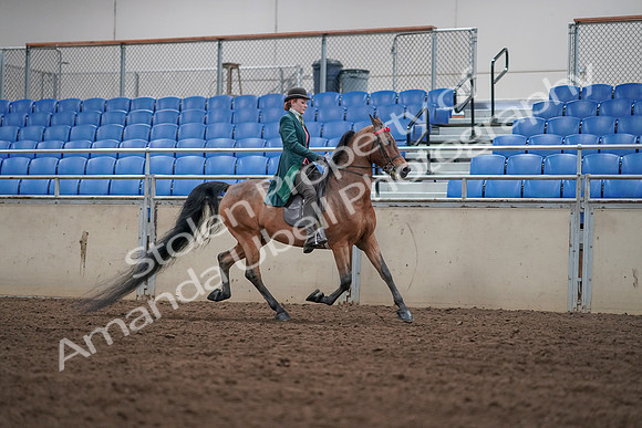 2019 Morgan Horse Show - Sept 01, 2019 - 13355