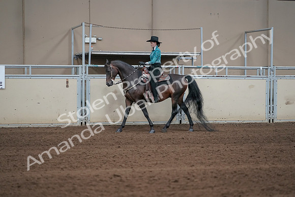 2019 Morgan Horse Show - Sept 01, 2019 - 06918