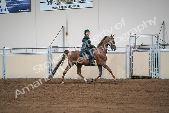 2020 - AB Morgan Horse - Fri, Sept 04 - 08109