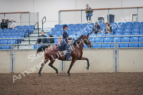 2019 Morgan Horse Show - Aug 31, 2019 - 09599