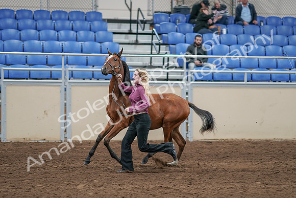 2020 - AB Morgan Horse - Sat, Sept 05 - 00545