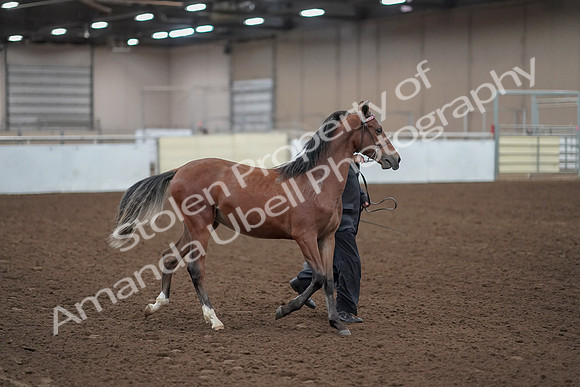 2019 Morgan Horse Show - Aug 31, 2019 - 00224
