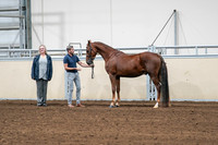 2020 - AB Morgan Horse - Sat, Sept 05 - 00191