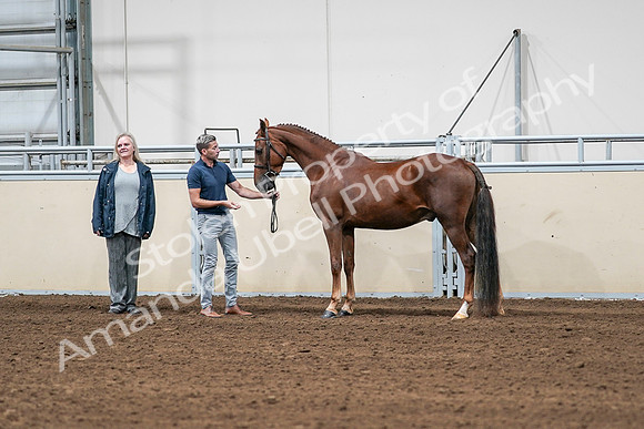2020 - AB Morgan Horse - Sat, Sept 05 - 00191