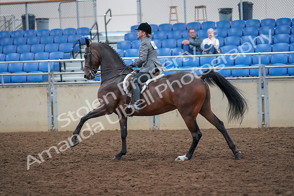 2019 Morgan Horse Show - Aug 30, 2019 - 20632