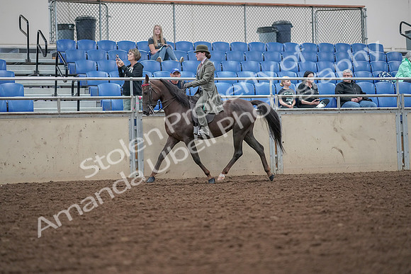 2019 Morgan Horse Show - Aug 30, 2019 - 15310