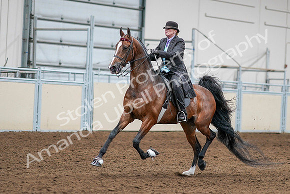 2020 - AB Morgan Horse - Sat, Sept 05 - 13157