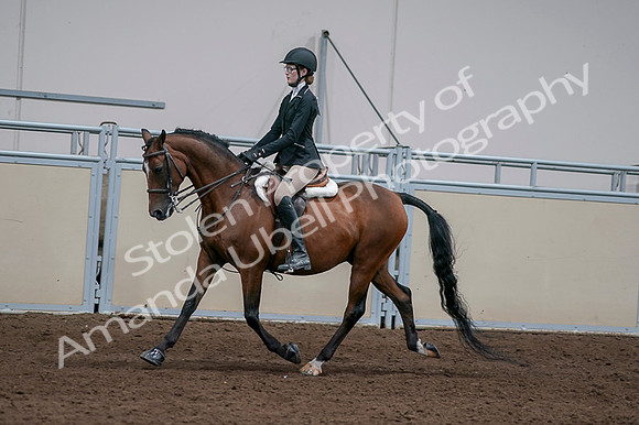 2020 - AB Morgan Horse - Fri, Sept 04 - 05934