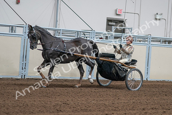 2020 - AB Morgan Horse - Sat, Sept 05 - 05876