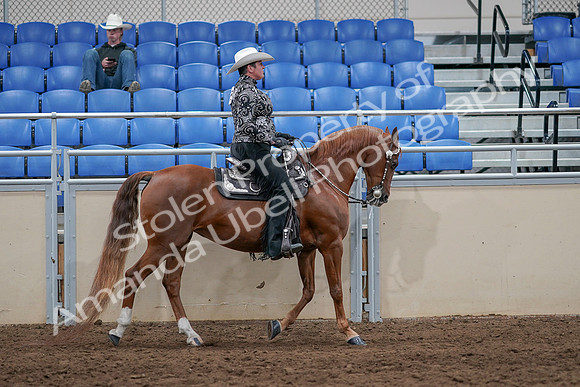 2020 - AB Morgan Horse - Sun, Sept 06 - 07556