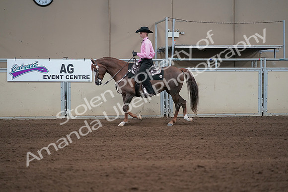 2019 Morgan Horse Show - Sept 01, 2019 - 06900