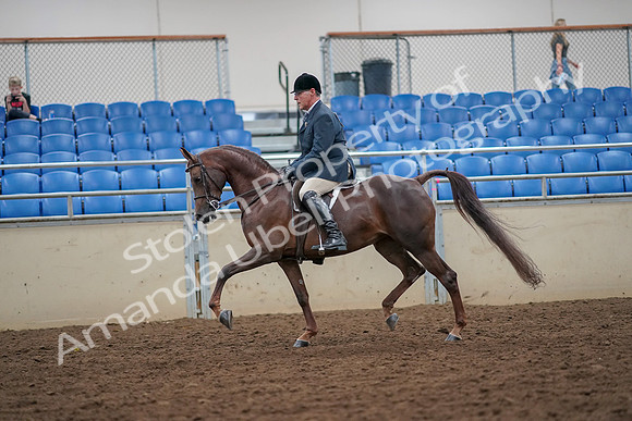 2019 Morgan Horse Show - Aug 30, 2019 - 17342