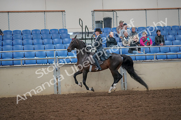 2019 Morgan Horse Show - Aug 30, 2019 - 25185