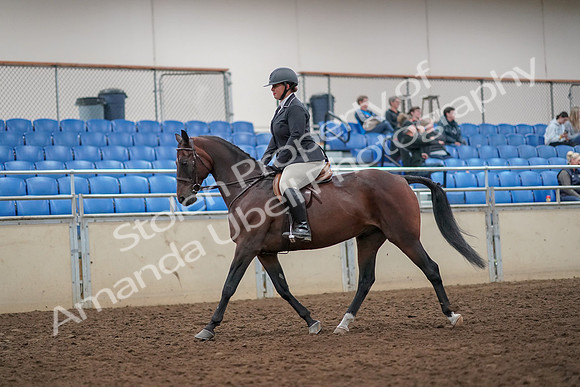 2019 Morgan Horse Show - Aug 30, 2019 - 29224