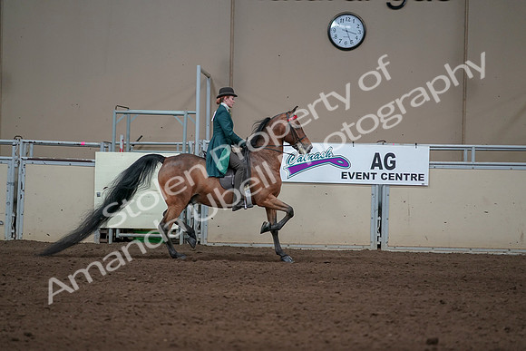 2019 Morgan Horse Show - Sept 01, 2019 - 13332