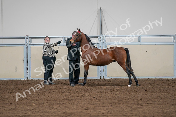 2020 - AB Morgan Horse - Fri, Sept 04 - 07623