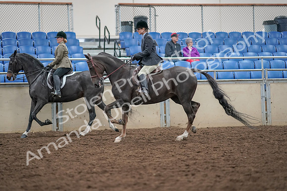2019 Morgan Horse Show - Aug 30, 2019 - 20066