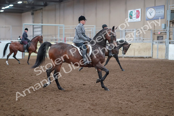2019 Morgan Horse Show - Aug 30, 2019 - 20660