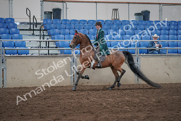 2019 Morgan Horse Show - Sept 01, 2019 - 13172
