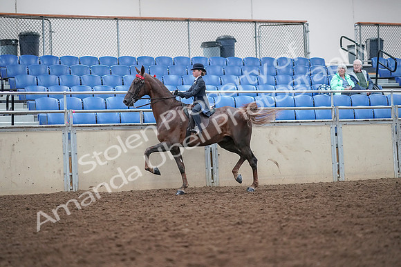 2019 Morgan Horse Show - Aug 30, 2019 - 17909