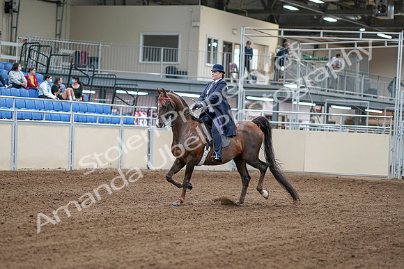 2020 - AB Morgan Horse - Fri, Sept 04 - 07874