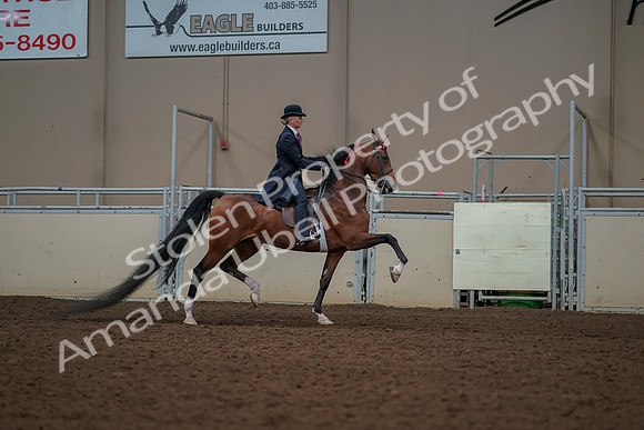 2019 Morgan Horse Show - Aug 30, 2019 - 25210