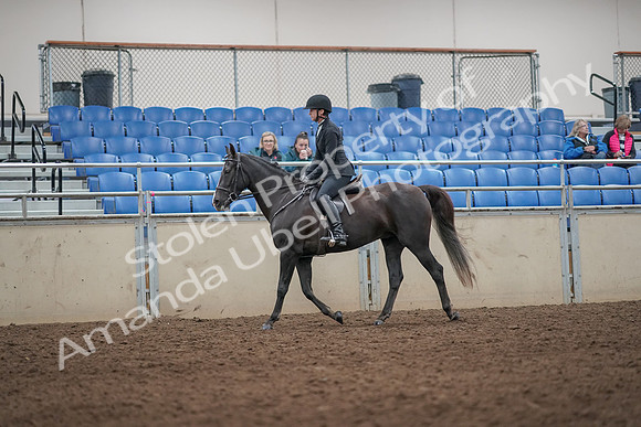 2019 Morgan Horse Show - Aug 31, 2019 - 07175