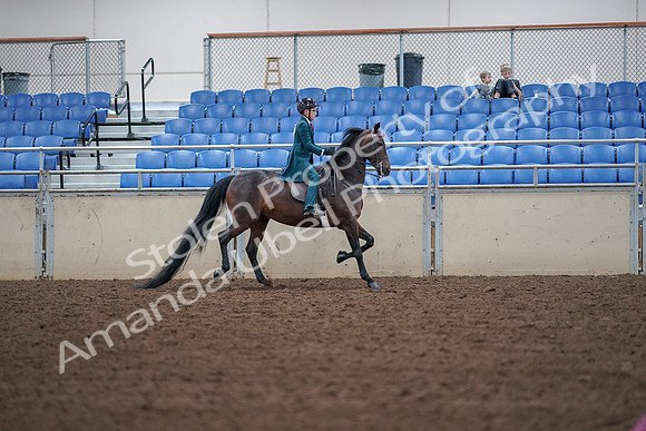 2019 Morgan Horse Show - Aug 30, 2019 - 18071