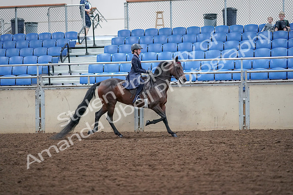 2019 Morgan Horse Show - Aug 30, 2019 - 18124