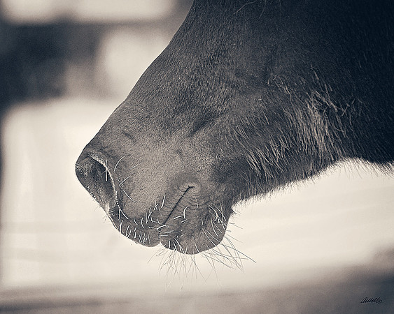 Arabians - 184