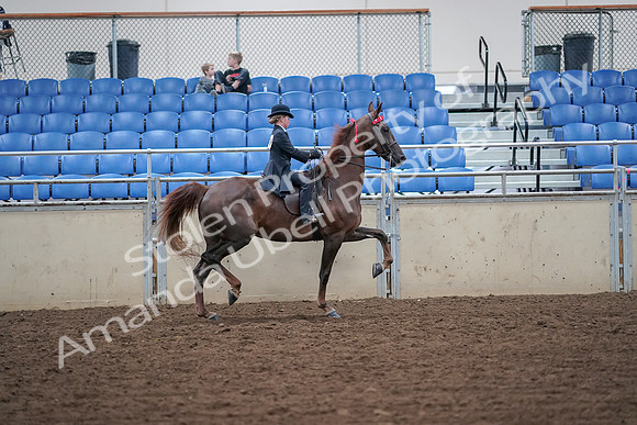 2019 Morgan Horse Show - Aug 30, 2019 - 18156