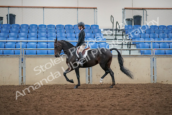 2019 Morgan Horse Show - Aug 30, 2019 - 23182