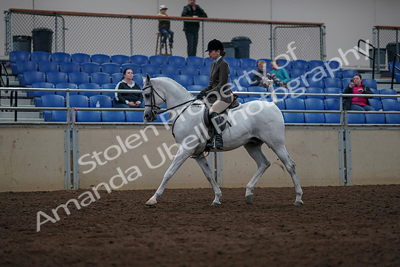 2019 Morgan Horse Show - Sept 01, 2019 - 08634