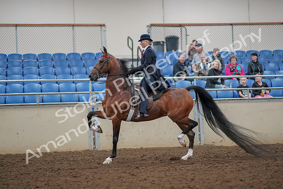 2019 Morgan Horse Show - Aug 30, 2019 - 25037