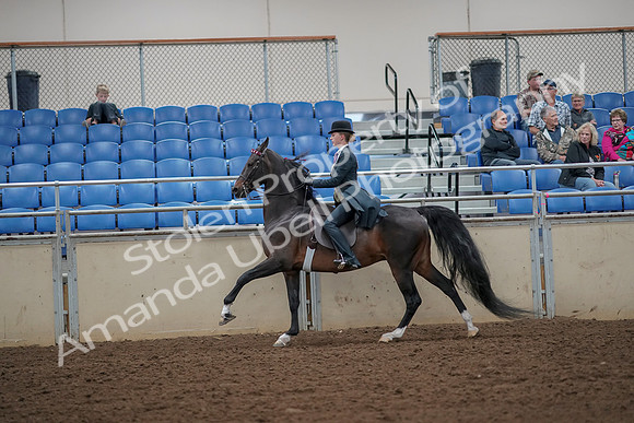 2019 Morgan Horse Show - Aug 30, 2019 - 25190
