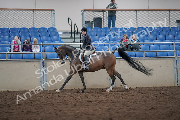 2019 Morgan Horse Show - Aug 31, 2019 - 16044